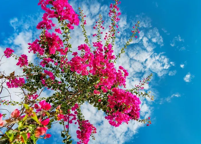 San Marino By Calm Collection ホテル